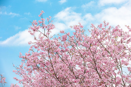 樱花春天花朵赏花立春摄影图配图