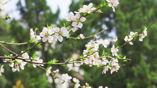 清新春季花朵白色山桃花