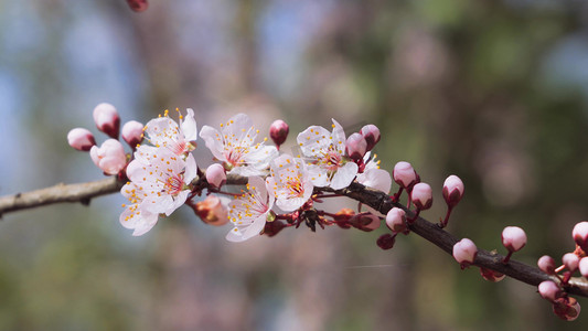 清新春季盛开唯美粉色杏花花朵