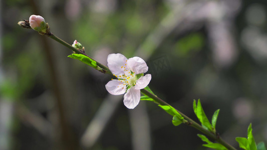 白色山桃花春季花朵一枝独秀