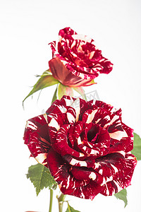 唯美鲜花白天红色流星雨玫瑰室内摄影图配图