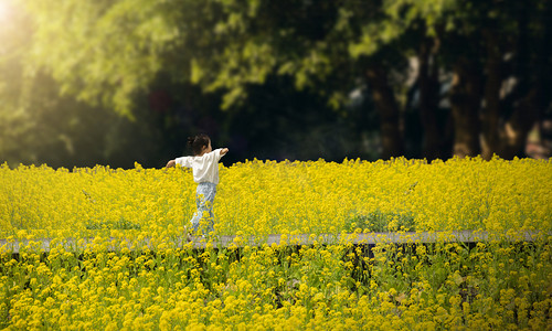 人花摄影照片_油菜花里的小孩田园摄影图配图