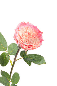 唯美花卉白天粉玫瑰室内摄影图配图