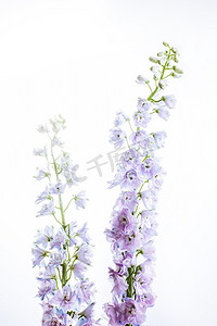 鲜花唯美白天两支紫色飞燕室内无摄影图配图