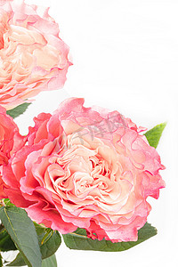 唯美玫瑰摄影照片_文艺花卉白天粉色玫瑰室内摄影图配图