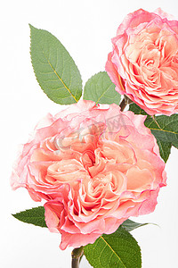唯美鲜花白天粉色玫瑰白天摄影图配图