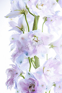唯美花朵白天紫色鲜花特写室内无摄影图配图