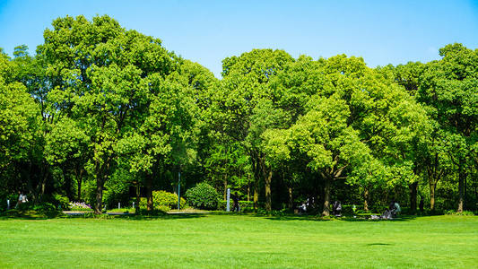 草地绿色纯色摄影照片_森林风景绿色背景自然风光摄影图配图