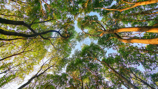 地球水平面摄影照片_树林风光自然绿色森林仰视摄影图配图