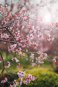 春天中午桃花朵朵绽放摄影图配图