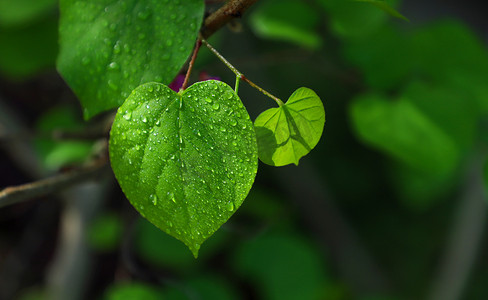 春天雨水摄影照片_春季春天树叶户外绿色摄影图配图