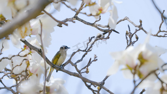 樱花树枝小鸟儿春天季节美景