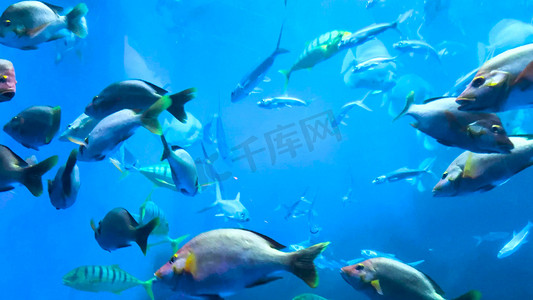 拯救海洋生物摄影照片_海洋生物海洋鱼类海底世界