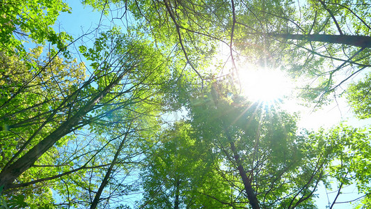 逆光仰拍树林森林阳光照射