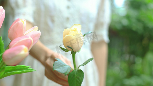 送花摄影照片_女性情人节送粉白玫瑰花动作