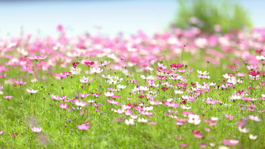 春花摄影照片_春天百花盛开花海风中摇摆格桑花