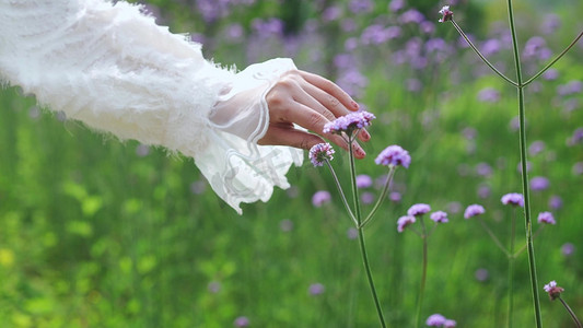 美女手抚摸鲜花花朵