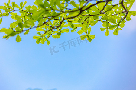 夏季新品立体字摄影照片_蓝天树叶叶子夏季清新摄影图配图