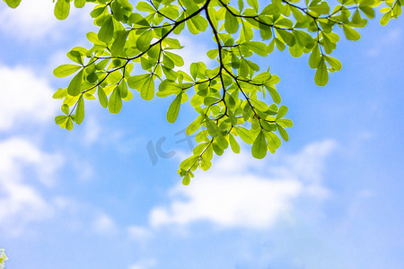 年会背景签到墙摄影照片_树叶夏季叶子蓝天清新摄影图配图