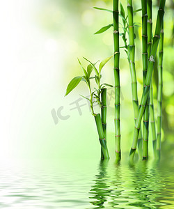 竹背景竹摄影照片_竹茎上水