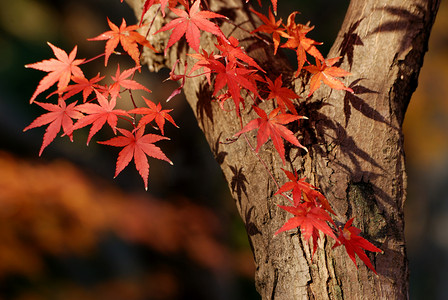 秋季槭树秋天