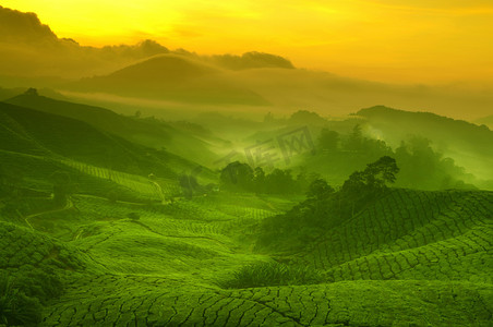 黄色天空摄影照片_茶园