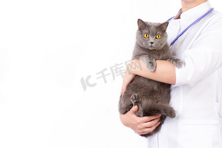 宠物家庭摄影照片_兽医在她怀里抱着只猫