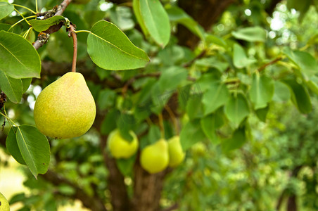 结满果实的梨果树摄影图