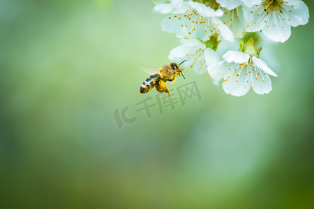 蜜蜂的飞行在樱桃树