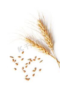 小穗和白色背景上的小麦籽粒