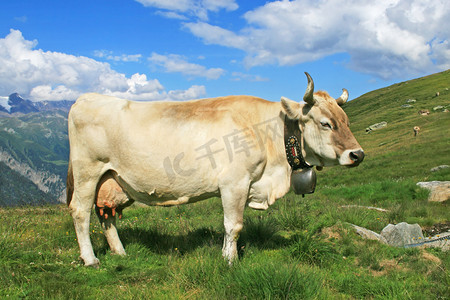 牛铃摄影照片_在阿尔卑斯山牛