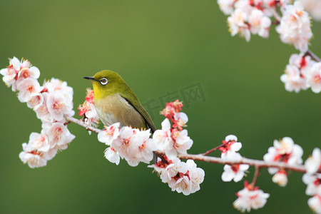 绿绣眼摄影照片_日本绿绣眼 （两竹节) 与日本的樱花背景