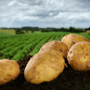 摄影照片_新鲜挖土豆上一个字段