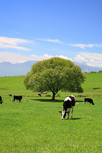 在牧场上的奶牛蓝天白云树木