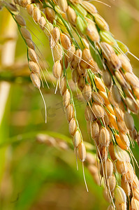 种植水稻的特写