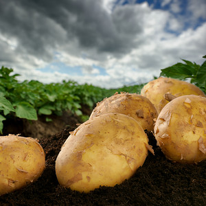 摄影照片_新鲜挖土豆上一个字段