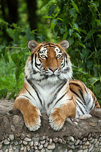 西伯利亚虎（Panthera tigris altaica）)