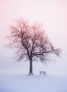 冬天树日出时雾中