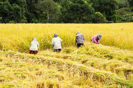 自然农民摄影照片_农民收割水稻稻田