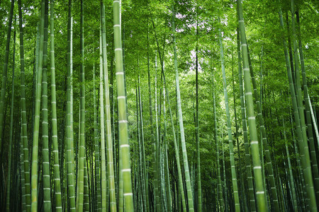 竹林小屋香炉摄影照片_日本竹林