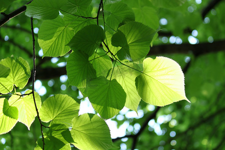 砂糖桔树叶花摄影照片_夏天新鲜的树叶在阳光下发光
