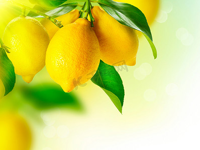 伊利奶粉摄影照片_柠檬。成熟的柠檬挂在一棵柠檬树上。越来越多的柠檬