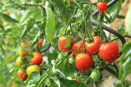 玫红色桃子摄影照片_从家庭农场-番茄植物的详细信息 