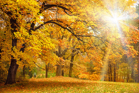 雨中飘落的回忆摄影照片_ 阳光照耀下的金色秋天美丽的森林树木
