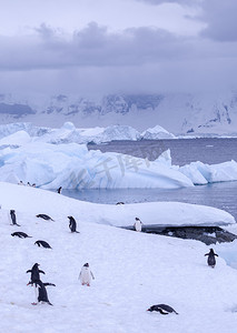 qq企鹅摄影照片_南极企鹅