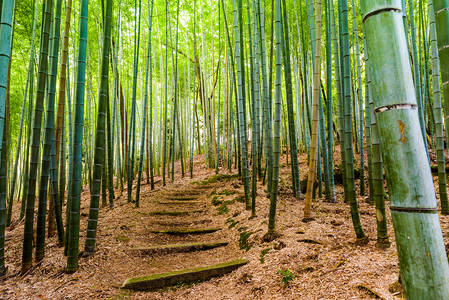 京都议定书竹森林