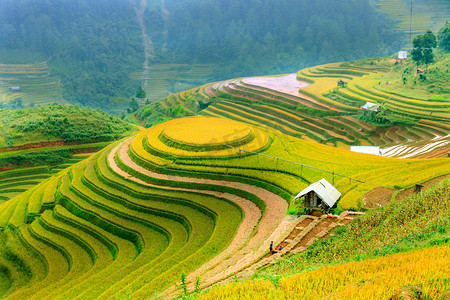 地球熄灯一小时摄影照片_越南延拜木仓柴田梯田上的稻田。西北的稻田准备收获。越南的风景.