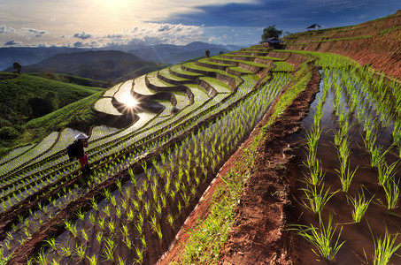 山谷摄影照片_泰国清迈梯田上的稻田