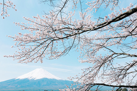 与樱花富士山