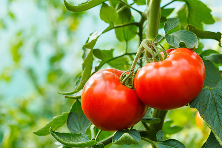 成熟的西红柿大棚群集